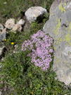 Cluster of tiny purple mountain flowers at base of rock which has patches of lichen on its surface