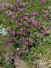 Pink/purple mountain flowers