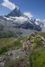 Lichen adds a splash of welcome color amongst the rocks and mountain flowers